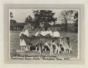 (COWS--FARMING) An udderly charming archive of approximately 70 photographs of prize-winning cows in the U.S. and Canada.